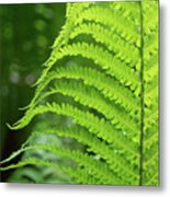 Green Fern And Summer Dream In The Forest Metal Print
