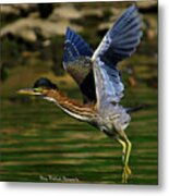 Green Heron In Flight Metal Print