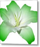 Green Lily Flower Metal Print