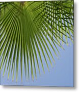 Green Palm Leaf And Blue Sky, Summer Season Metal Print