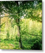 Green Trees Sunlit Forest Glades Woodland Of Oak And Birch Trees. Metal Print