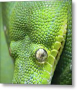 Green With Envy Metal Print