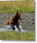 Brown Bear Chasing Salmon In Pack Creek, Alaska Metal Print