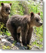 Grizzly Bear Cubs Metal Print