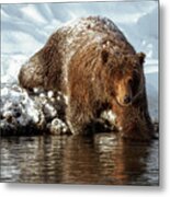 Grizzly Bear Entering A River Metal Print