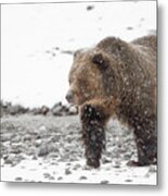 Grizzly Bear In Snow Metal Print