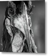 Ground Hornbill Bw Metal Print