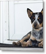 Guard Dog Metal Print