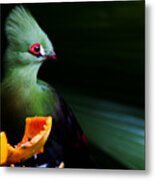 Guinea Turaco Metal Print