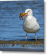 Gull With Crab Metal Print