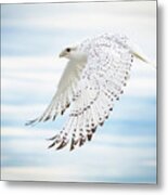 Gyfalcon In Flight Metal Print