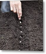Hands Planting Seeds In The Soil Metal Print