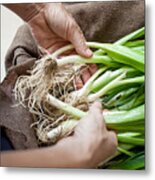 Hands With Organic Spring Onions Metal Print