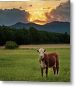Hanging With Ms. Cow Metal Print
