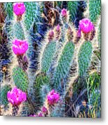 Happy Desert May Flowers Metal Print