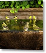 Happy Hour At The Watering Hole Metal Print