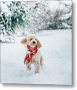 Happy Little Dog With Red Scarf Playing In The Snow. Metal Print