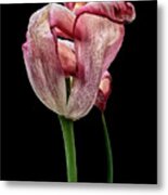 Happy Withering Tulip, Beauty, Thinker, Black Background, Metal Print