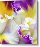 Harlequin Cattleya Orchid Metal Print