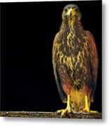 Harris Hawk H2031 Metal Print