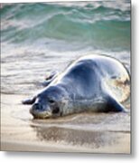Hawaiian Monk Seal, An Endangered Wildlife Of Hawaii Metal Print
