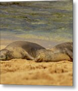 Hawaiian Monk Seals Napping On The Beach Metal Print