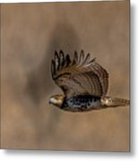 Hawk In Flight Metal Print