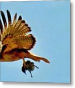 Hawk's Take-out Metal Print