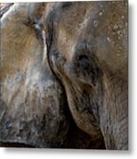 Head Of An Old African Elephant With Wrinkled Skin Metal Print