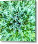 When A Plant Tells Its Story Metal Print