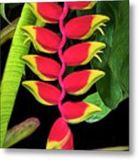 Heliconia Lobster Claw Metal Print