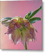 Hellebores 2 Metal Print