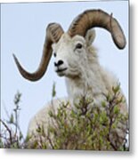 Hello Dally -- Male Dall Sheep In Denali Naitonal Park, Alaska Metal Print