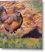 Hen By The Compost Pile Metal Print