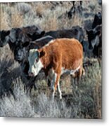 Herd Driven Metal Print