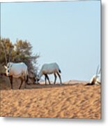 Herd Of Arabian Oryx Metal Print
