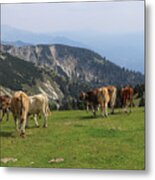 Herd Of Pinzgauer Cattle Grazes On The Hochkar Mountain With An Incredible And Soothing View Of The Rest Of The Austrian Alps. Organic Product, The Freshest And Highest Quality Milk. Metal Print
