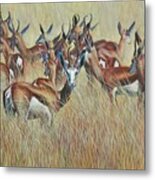 Herd Of Springbok Metal Print