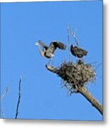 Heron On Nests 8 - Uw Arboretum, Madison, Wi Metal Print