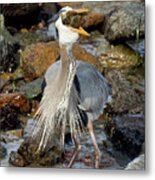 Heron With Cabezon In Morro Bay Metal Print