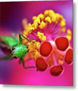 Hibiscus Pollen Feast Metal Print