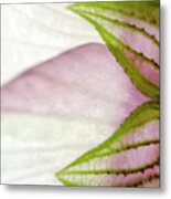 Hibiscus Trionum Wild Flower Square Metal Print