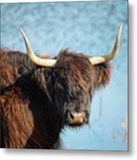 Highland Cattle Looking Metal Print