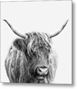 Highlander Cow Metal Print
