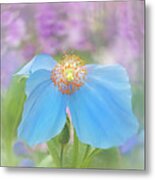 Himalayan Blue Poppy - In The Garden Metal Print