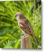 His Eye Is On The Sparrow Metal Print