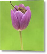 Hmtulips-7567 Metal Print