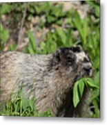 Hoary Marmot Eating His Veggies Metal Print