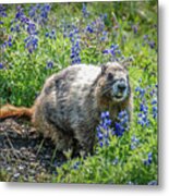 Hoary Marmot In Subalpine Lupine #3 Metal Print