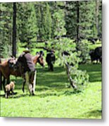 Holding Herd Metal Print